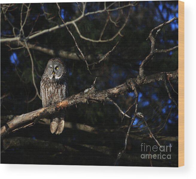 Owls Wood Print featuring the photograph Darkness I defy thee by Heather King