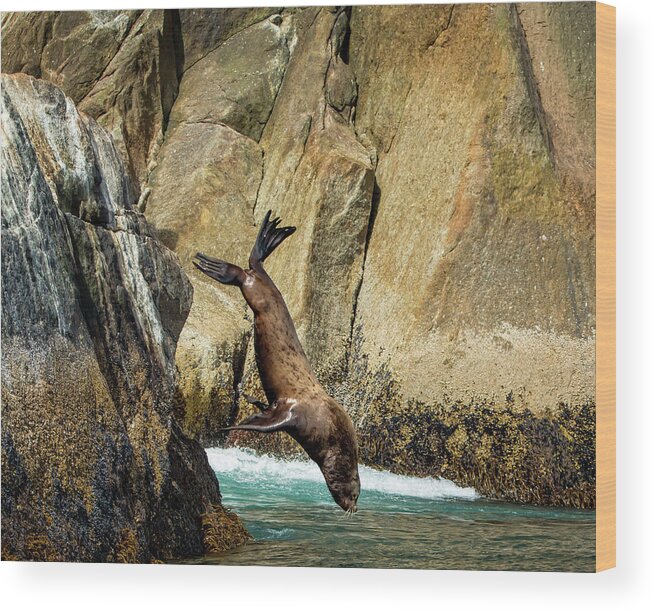 Sea Wood Print featuring the photograph Sea Lion Nose Dive by Steven Upton