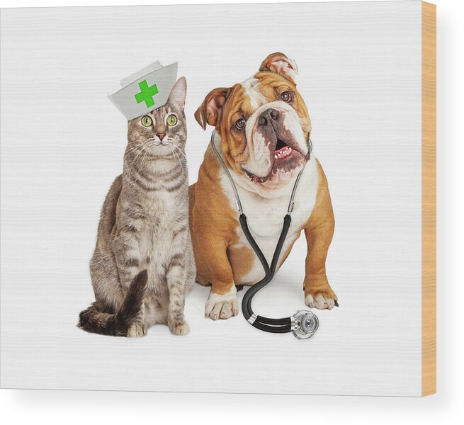 Animal Wood Print featuring the photograph Dog and Cat Veterinarian and Nurse by Good Focused