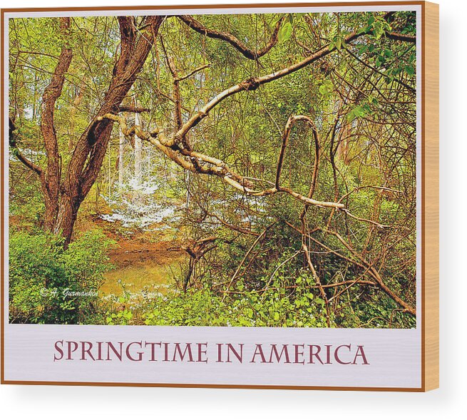 Dogwood Tree Wood Print featuring the photograph Dogwood Tree in the Forest Spring by A Macarthur Gurmankin