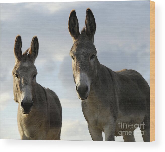 Donkeys Wood Print featuring the photograph Donkeys #599 by Carien Schippers
