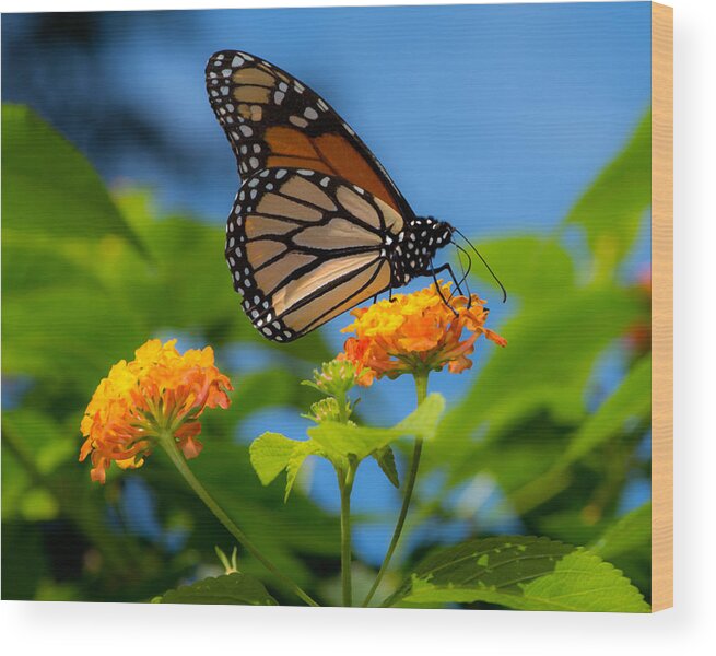 Monarch Wood Print featuring the photograph Dote by Don Spenner