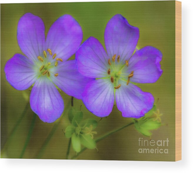 Flower Wood Print featuring the photograph Double Beauty by Rod Best