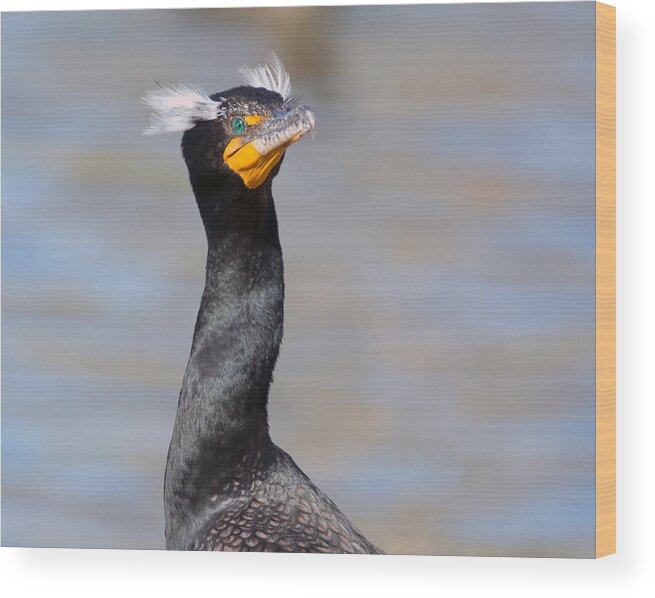 Double_crested_cormorant Wood Print featuring the photograph Double-crested Cormorant by Tam Ryan