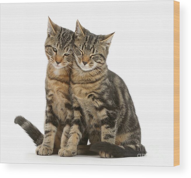 Tabby Wood Print featuring the photograph Double Cuddle Huddle Copy Cats by Warren Photographic