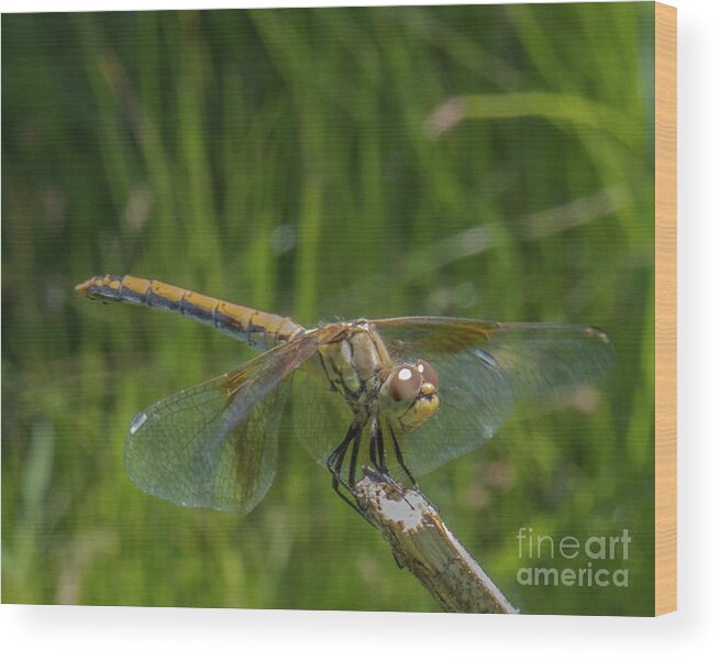 Dragonfly Wood Print featuring the photograph Dragonfly 7 by Christy Garavetto