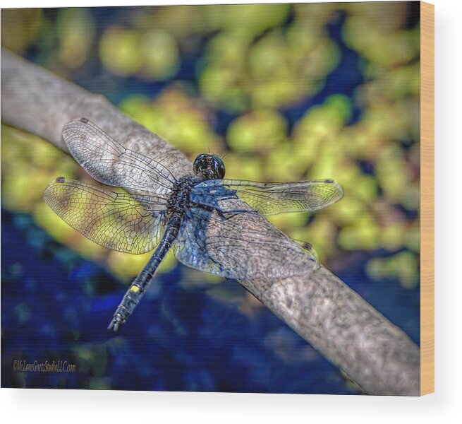 Dragonfly Wood Print featuring the photograph Dragonfly At Bear Creek by LeeAnn McLaneGoetz McLaneGoetzStudioLLCcom