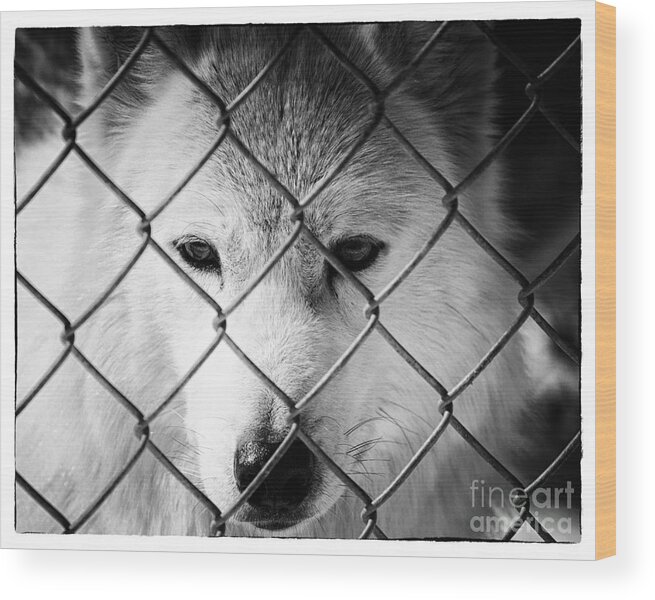 Animals In Nature Wood Print featuring the photograph Dreams of Freedom by PIPA Fine Art - Simply Solid