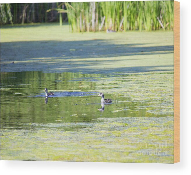 Landscape Wood Print featuring the photograph Ducks on Pond by Donna L Munro