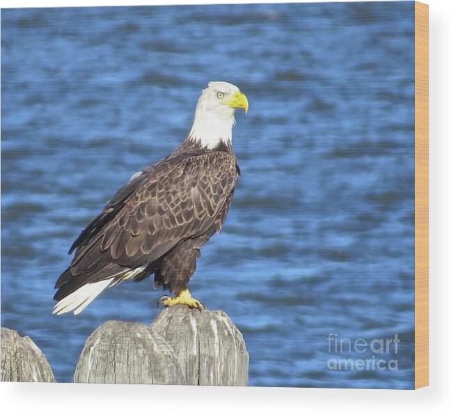 Eagle Wood Print featuring the photograph Eagle at East Point by Nancy Patterson