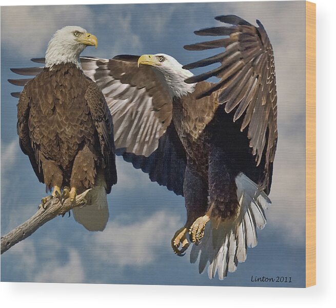 American Bald Eagle Wood Print featuring the photograph Eagle Pair 3 by Larry Linton
