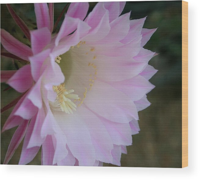 Cactus Easter Lily Bloom Wood Print featuring the painting Easter Lily Cactus East 2 by Marna Edwards Flavell