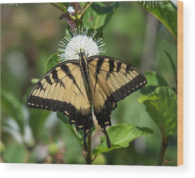 Marsh Wood Print featuring the photograph Eastern Tiger Swallowtail DIN0254 by Gerry Gantt
