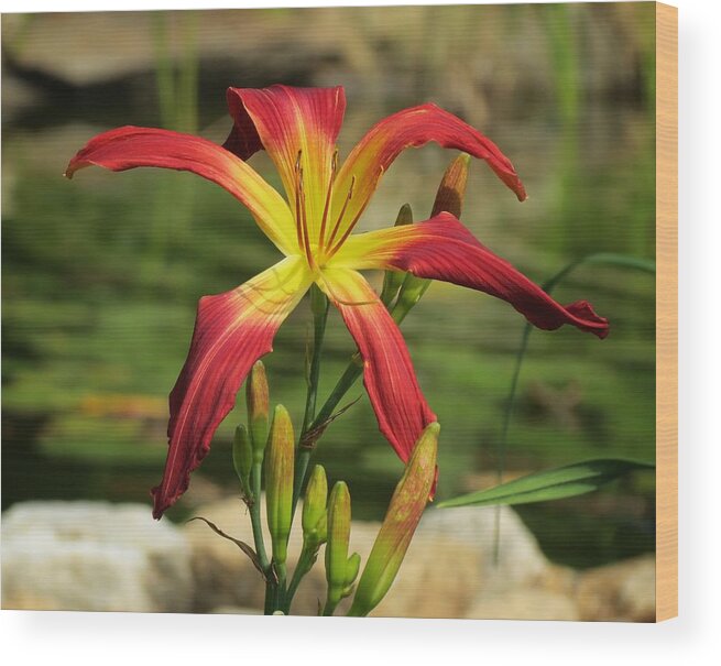 Daylily Wood Print featuring the photograph El Glorioso by the Pond by MTBobbins Photography