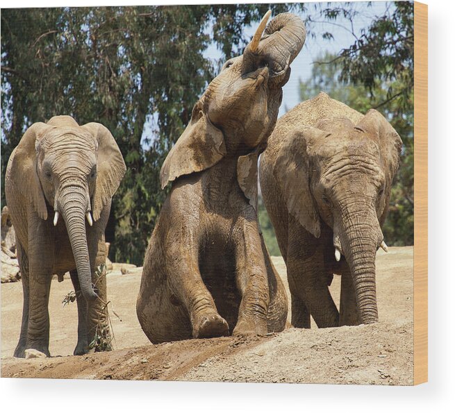Elephants Wood Print featuring the photograph Elephants by Anthony Jones