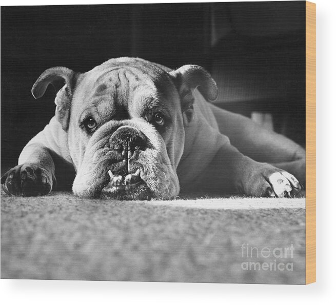 Animal Wood Print featuring the photograph English Bulldog by M E Browning and Photo Researchers