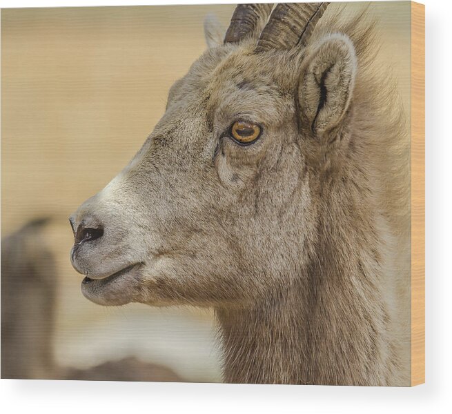 Ewe Wood Print featuring the photograph Ewe Glow At Sunset by Yeates Photography