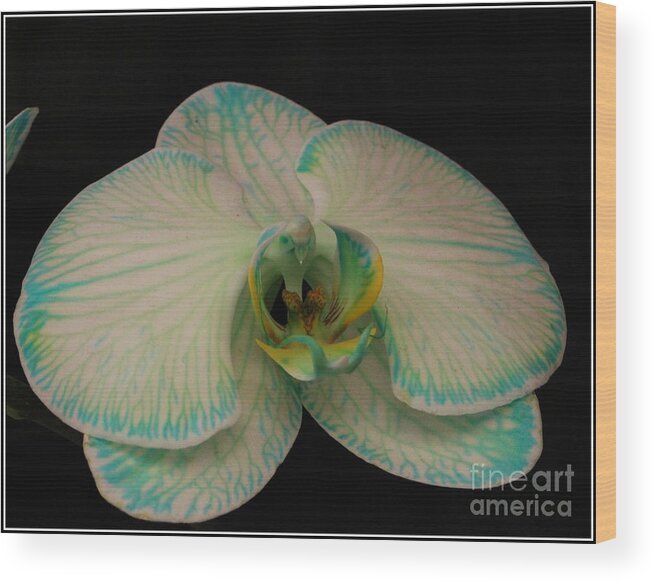 Orchid Wood Print featuring the photograph Orchid in White and Turquoise by Dora Sofia Caputo