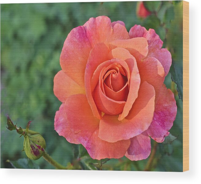 Roses Wood Print featuring the photograph Fall Gardens Harvest Rose 1 by Janis Senungetuk