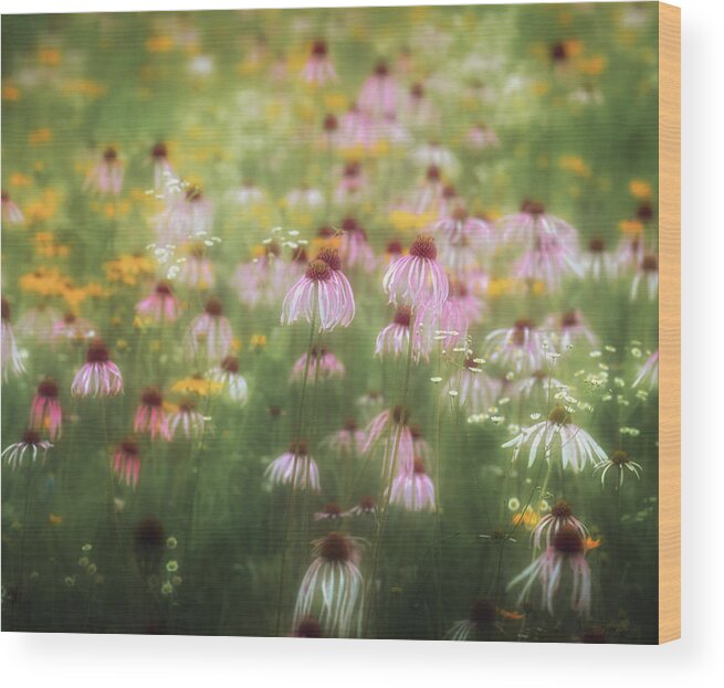  Wood Print featuring the photograph Field of Coneflowers 5x6 by James Barber