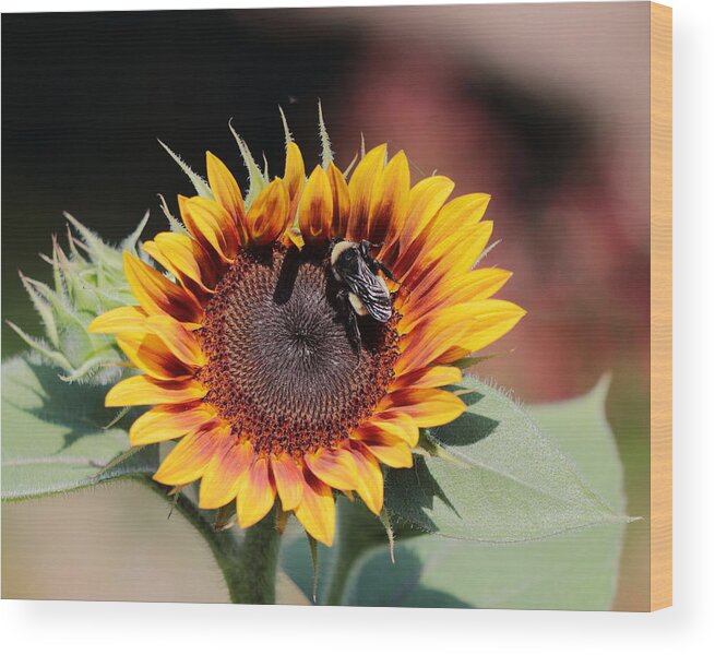 Sunflower Wood Print featuring the photograph Firecracker by John Moyer