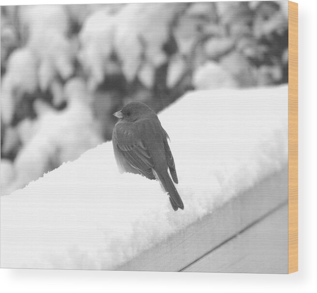 Winter Wood Print featuring the photograph First Snow Junco by Kathy Kelly