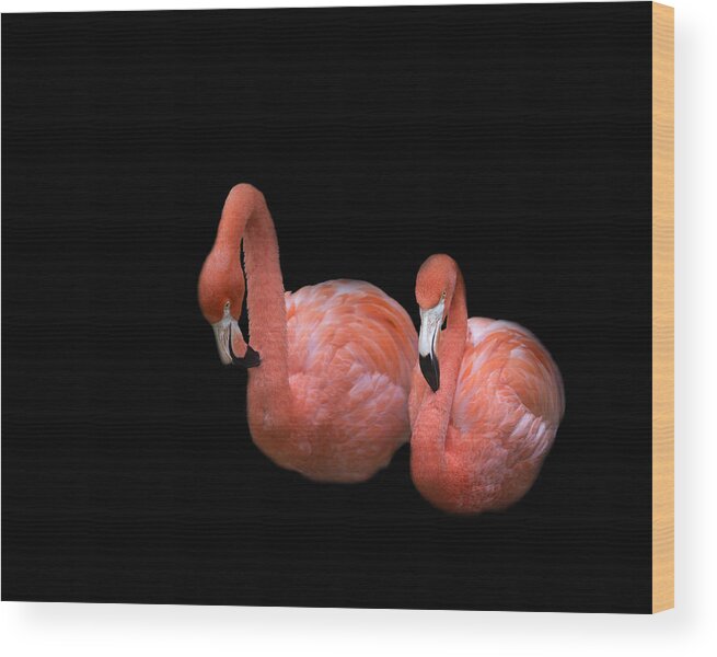 Flamingo Wood Print featuring the photograph Flamingo 4 by Rebecca Cozart
