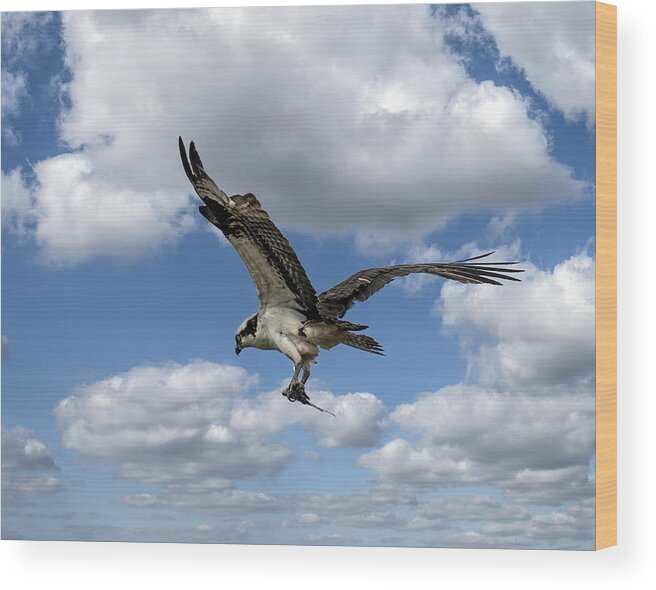 Bird Wood Print featuring the photograph Flight Among The Clouds by William Bitman
