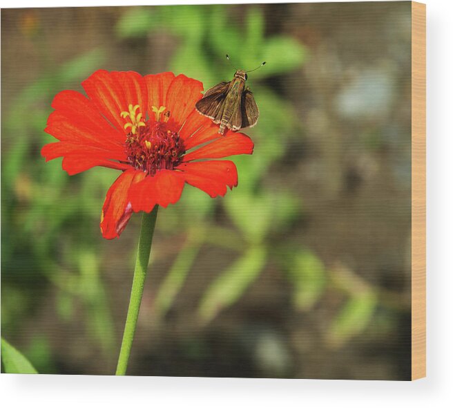 Nature Wood Print featuring the photograph Flower and Friend by Arthur Dodd