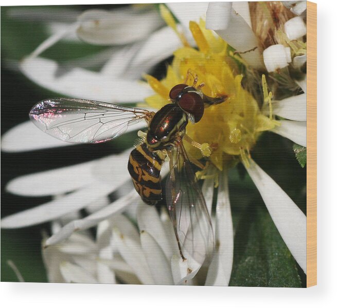 Insect Wood Print featuring the photograph Flower Fly on Wildflower by William Selander