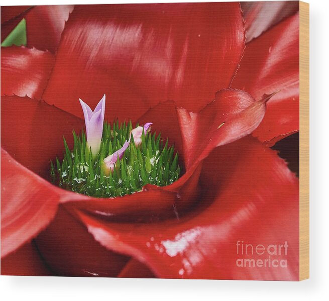 Flower Wood Print featuring the photograph Flower in Flower by Steve Ondrus
