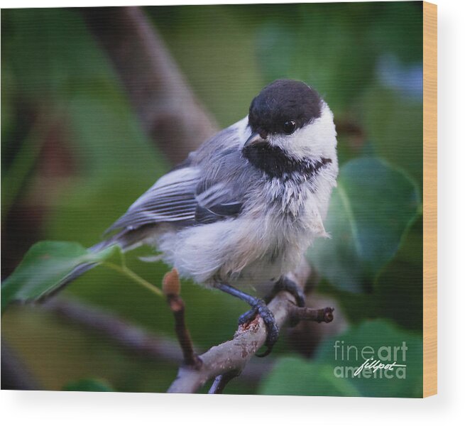 Black Capped Chickadee Wood Print featuring the photograph Fluffy Friend by Bon and Jim Fillpot