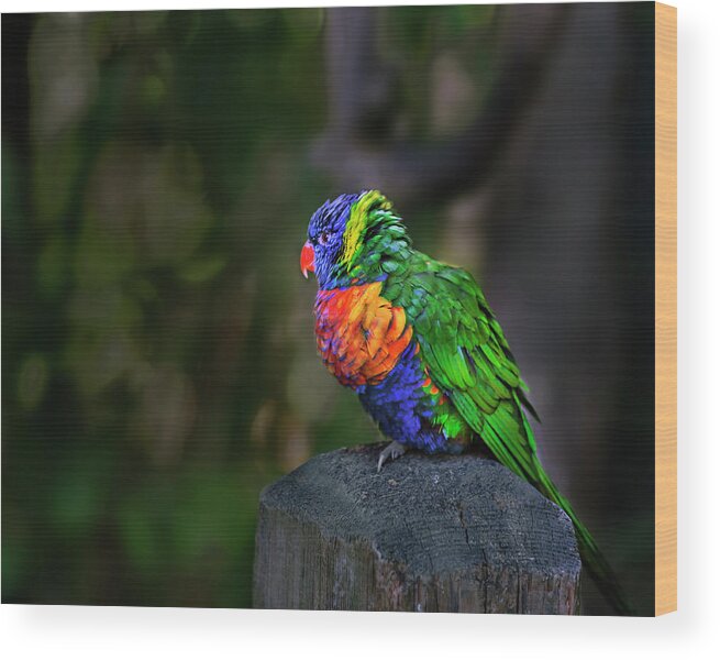 Bird Wood Print featuring the photograph Flying Colors by John Christopher