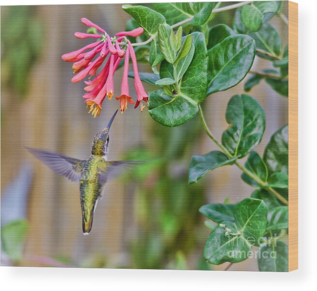 Hummingbird Wood Print featuring the photograph Flying Jewel by Kerri Farley