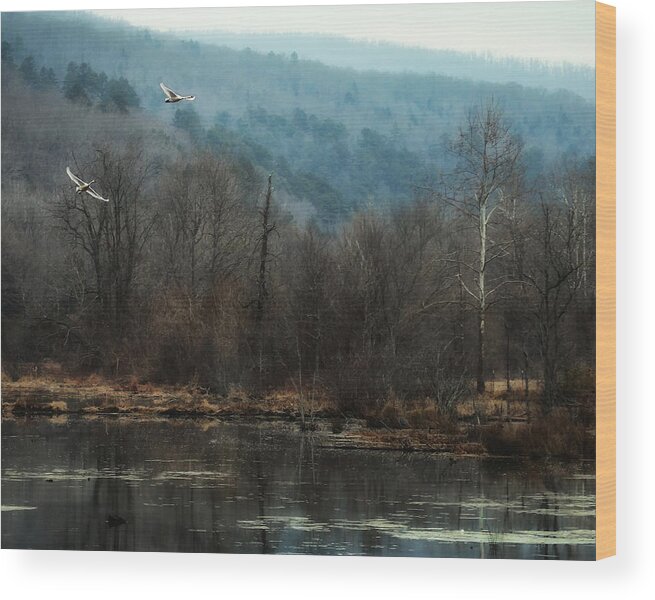 Trumpeter Swans Wood Print featuring the photograph Flying Trumpeters in Boxley Valley by Michael Dougherty