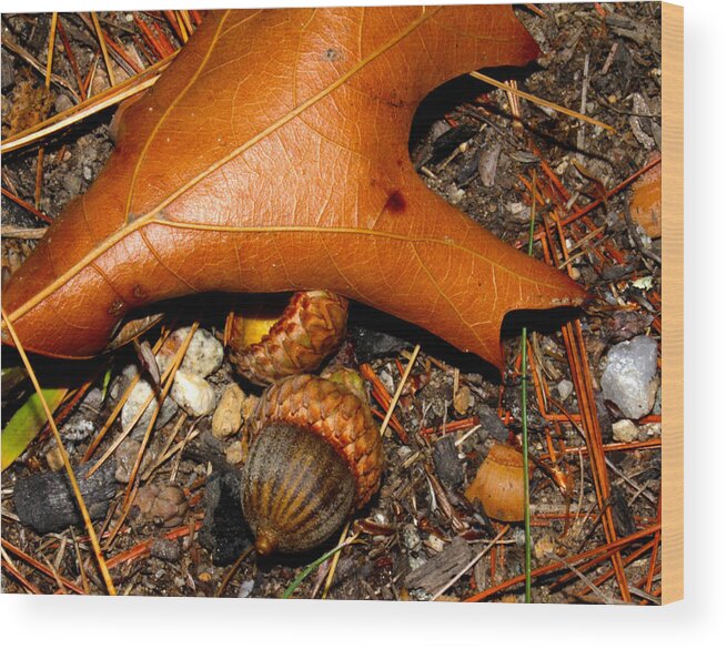 Nature Wood Print featuring the photograph Forest Floor by Robert Morin