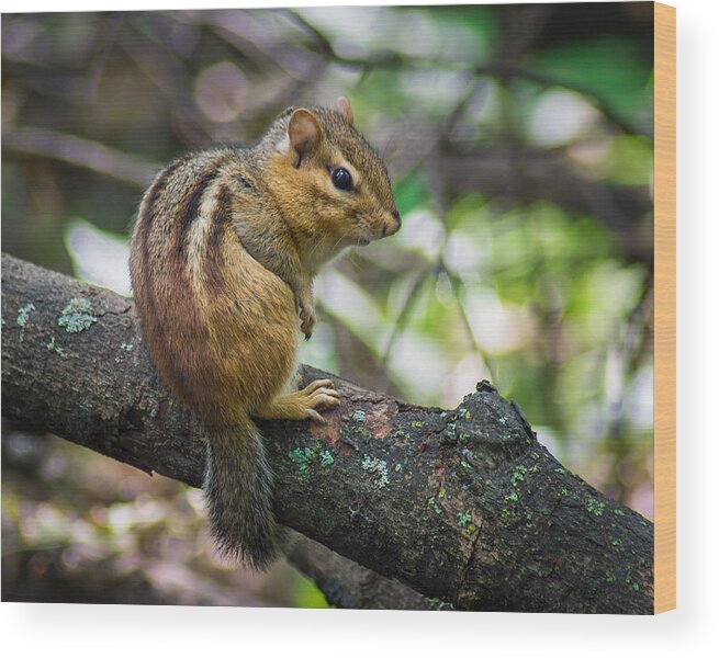 Bill Pevlor Wood Print featuring the photograph Forest Friend by Bill Pevlor