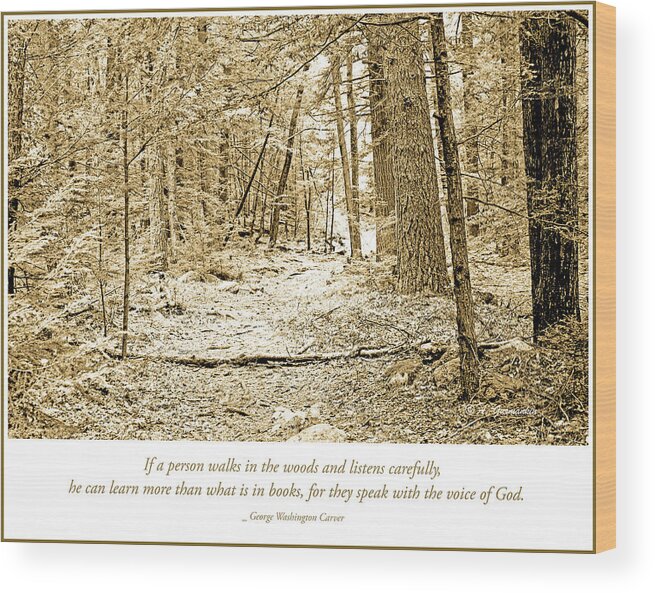 Forest Wood Print featuring the photograph Forest Interior Path, Pocono Mountains by A Macarthur Gurmankin