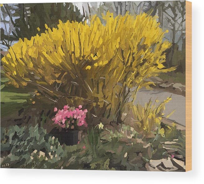 Forsythia Wood Print featuring the painting Forsythia Gloucester, Ma by Melissa Abbott