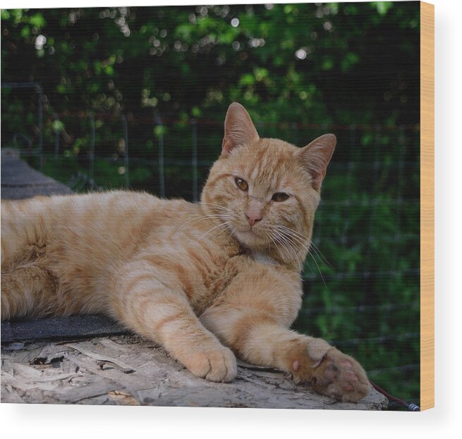Cat Wood Print featuring the photograph Franklin by Karen Harrison Brown