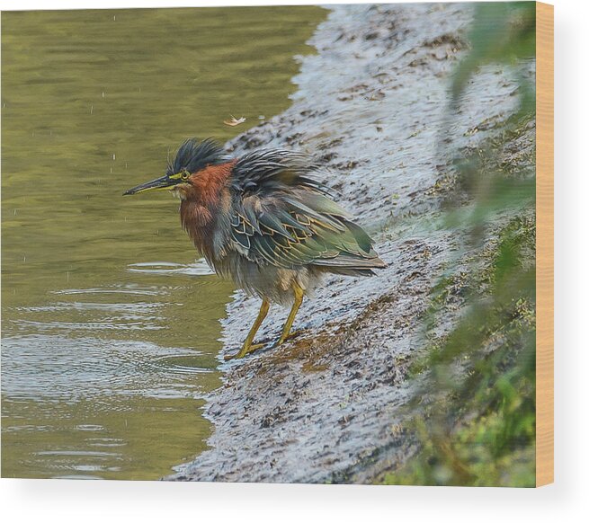 Heron Wood Print featuring the photograph Frenzied Green Heron by Jerry Cahill