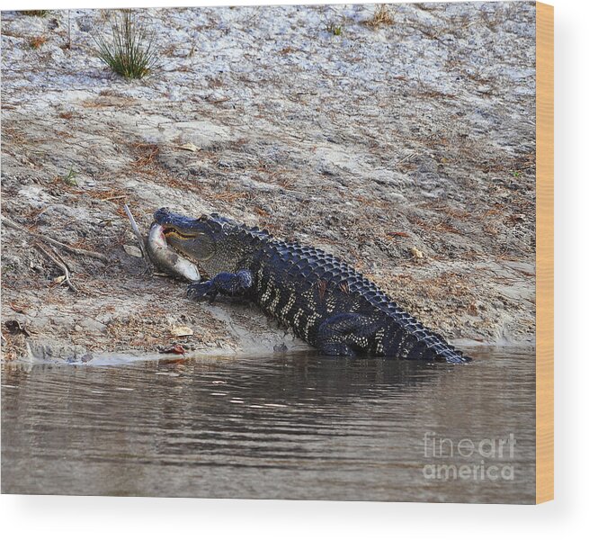 American Alligator Wood Print featuring the photograph Fresh Fish by Al Powell Photography USA