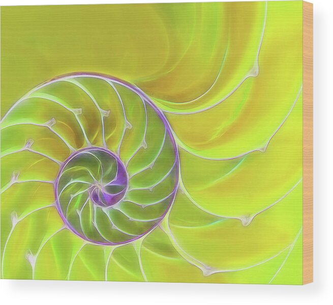 Nautilus Shell Wood Print featuring the photograph Fresh Spiral by Gill Billington