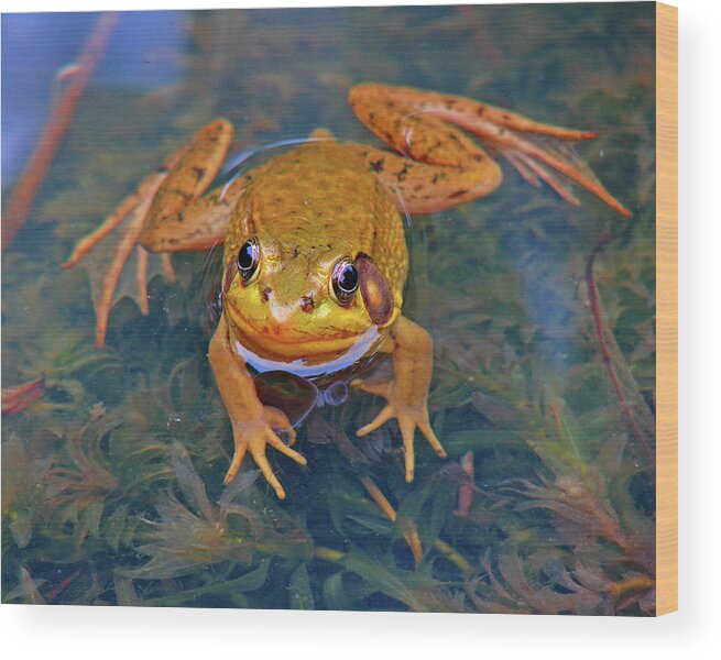 Frog Wood Print featuring the photograph Frog 1 by Diana Douglass