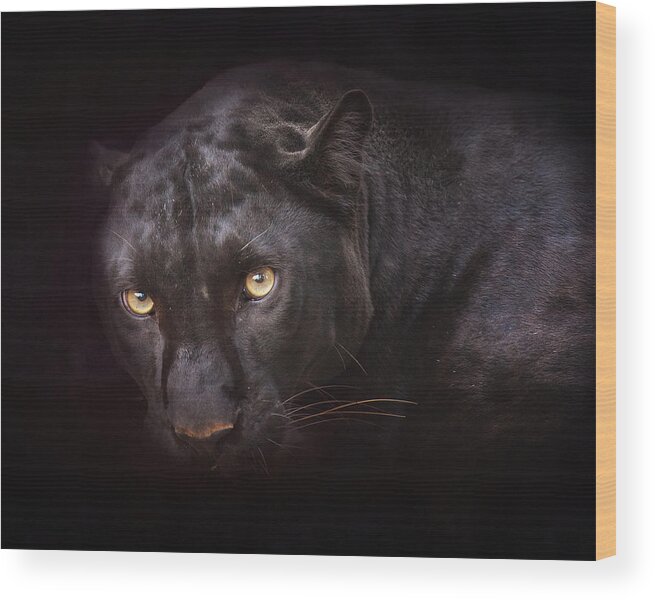 Cat Wood Print featuring the photograph From Darkness by Ron McGinnis