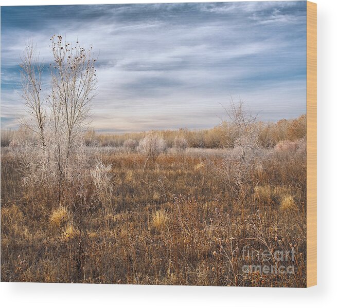 Grass Wood Print featuring the photograph Frosted Details by Royce Howland