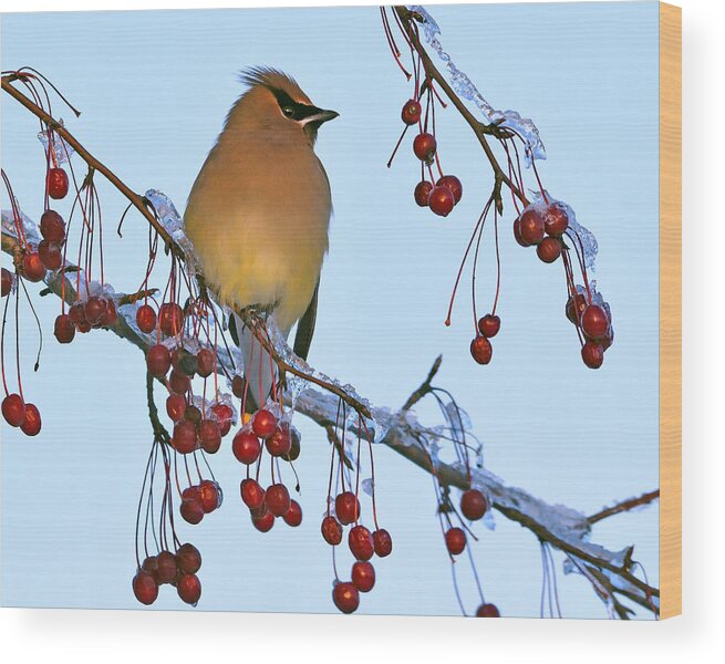 Cedar Waxwing Wood Print featuring the photograph Frozen Dinner by Tony Beck