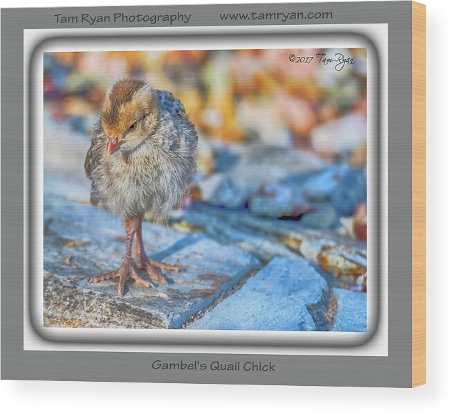 Quail; Bird; Birding; Birding; Digital; Frame; Nature; Wildlife; Desert; Botanical; Garden; Phoenix; Arizona; Photography Wood Print featuring the photograph Gambel's Quail Chick by Tam Ryan