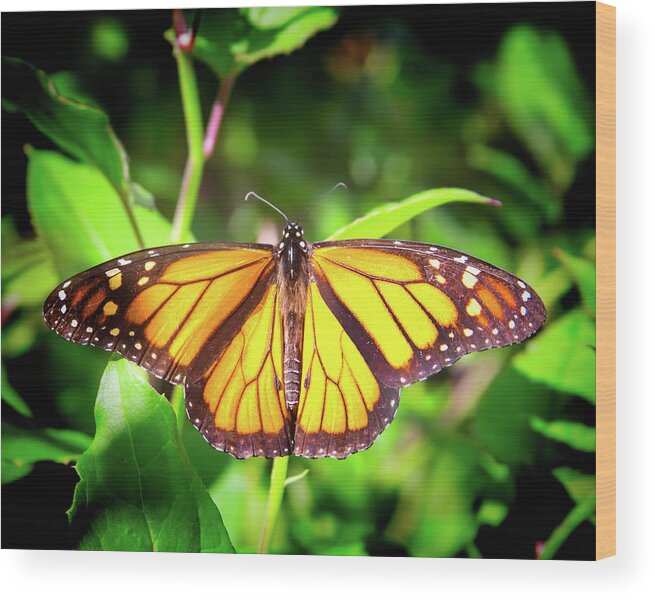 Butterfly Wood Print featuring the photograph Garden of the Monarch by Mark Andrew Thomas
