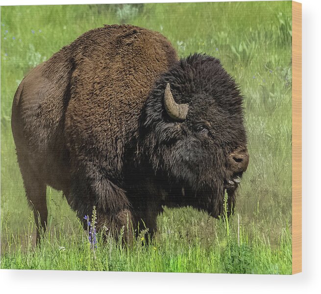 Bison Wood Print featuring the photograph Getting Ready For Rut by Yeates Photography